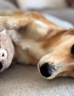 Zina - Zarte Junghündin auf PS - Berlin