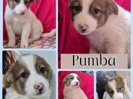 Pumba sucht Kuschelkörbchen - Bissingen