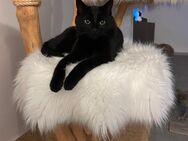 -Für immer- zuhause für unsere Mausi gesucht ♥️ - Laudenbach (Bayern)