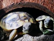 Schildkröten - Radolfzell (Bodensee)