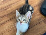 Maine-Coon-Mix Kitten (w) - Minden Rodenbeck