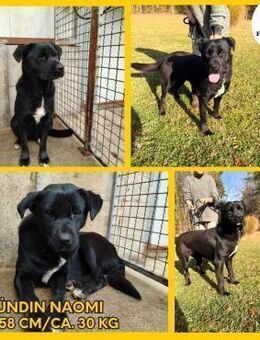 Naomi Labrador Mischling Hündin - Margetshöchheim