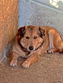 Maxi, sehr unsicher - Bonndorf (Schwarzwald)