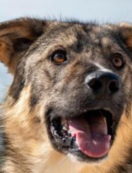 PavarottiKluges, neugieriges Kerlchen🐾 - München