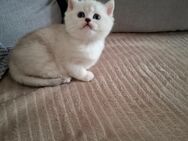 Bkh Baby Katze - Nürnberg