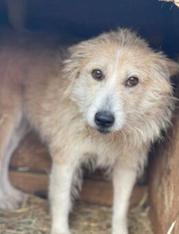 Wer gibt BAMBI ein liebevolles Zuhause? - Neuberg