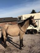 Endmaß Stute FALBE in 47669