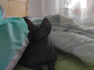 Suche alte Sphynx Katze auch mit Behinderungen - Bischofsheim