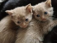 🐾 Zwei süße Britisch-Kurzhaar Kitten in Braun – 3 Monate alt 🐾 - Bremen