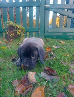 Deutsche Dogge x Herdenschutzhund Welpen - Escheburg