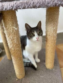 Meyna, Samtpfote mit den großen Augen - Langenhagen