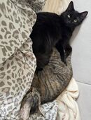 2 katzen zu verkaufen in 59192