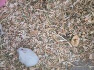 Zwerg Hamster zu verkaufen - Berlin