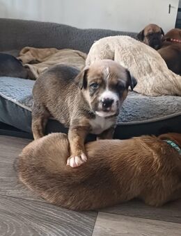 Schäferhund Boxer Welpen - Waren (Müritz)