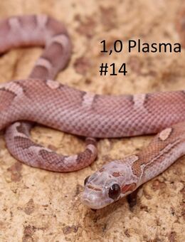 Kornnatter Jungtiere NZ 2025 Bloodred + Lavender - Lüneburg