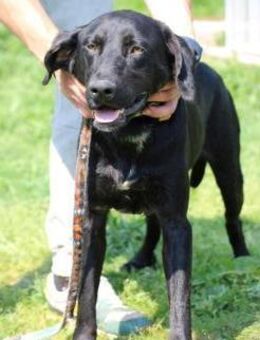 Tibo - neugieriger, verspielter Jungrüde - Lohra