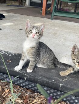 Kittenkater - Kolkwitz