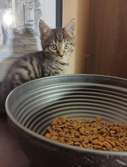 Main coon Mix Karter Sucht noch - Coswig (Anhalt)