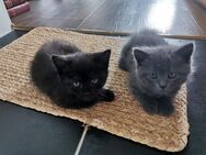 Katzen Kitten Perser Mix Heilige Birma - Kappel