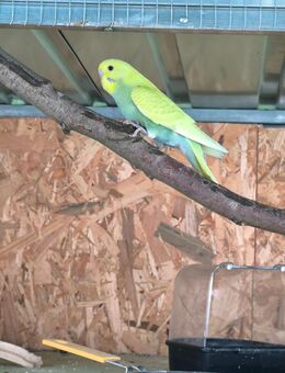 Wellensittich Junge Rainbow - Hannoversch Münden