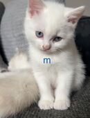 Babykätzchen suchen ein liebevolles Zuhause in 65197