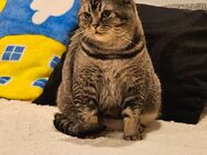 BKH Silver Tabby Classic Dame - Northeim