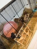 Zwei Wüstenrennmäuse suchen ein neues Zuhause in 53332