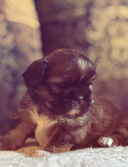 Shih-Tzu/ Malteser - Kerpen (Kolpingstadt) Zentrum