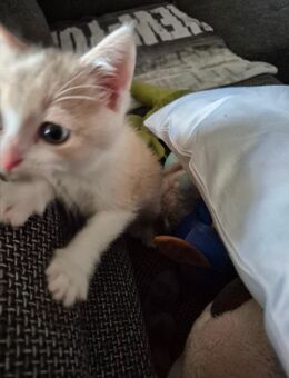 Kater abzugeben - Köln