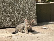 Babykatzen suchen ein neues Zuhause - Bersenbrück