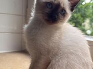 Siam Kitten - München Laim