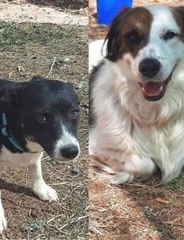 Fatima + Sevi suchen eine liebe Familie - Sehnde