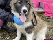 Tobias 🥰 Quirliges Fellknäuel - Spenge