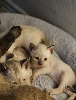 Reinrassigen Siam Kitten - Dortmund