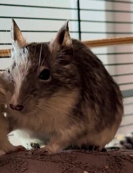 Degu Dame 3Jahre alt - Weyhe