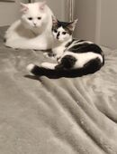 Maine Coon Deckkater zur Deckung in 86391