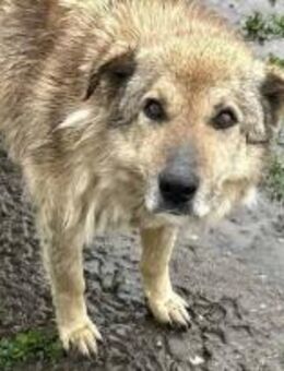 Neville, der Tapfere 🐾 - Elsdorf (Nordrhein-Westfalen)