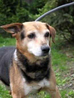 Reks - freundlich, agil, offen - Rheine