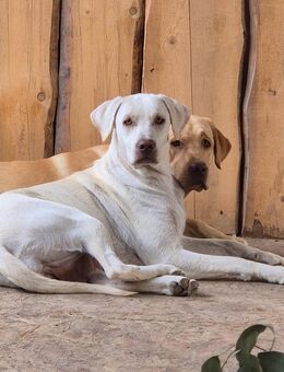 Reinrassige Labradorwelpen - Hünfelden