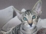 Orientalisch Kurzhaar Kitten, weiblich - Kerpen (Kolpingstadt)