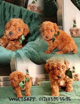 Maltipoo Welpen – 3 Rüden und 3 Hündinnen - Frankfurt (Main)