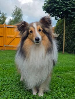 Sheltie Deckrüde - Edewecht