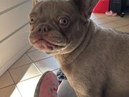 Französische Bulldogge - Hemhofen