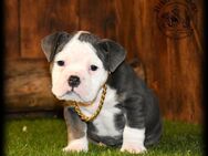 1 Old English Bulldog Welpen - Prenzlau