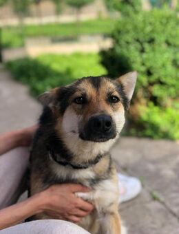 Sina, gerettet und nun? - Itzehoe