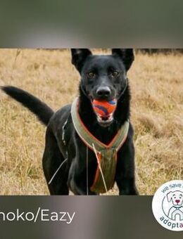 Schoko: zuckersüßer Schlankmacher (in D) - Kirchzell