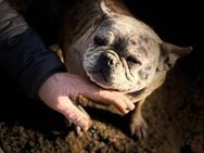 Kira Französische Bulldogge - Frankfurt (Main)