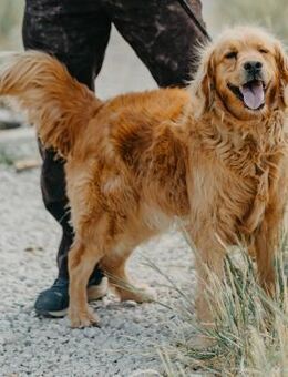 Prinzessin Luna - Stuttgart