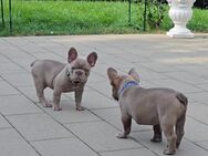 Welpen Französische Bulldogge - Siegen (Universitätsstadt)