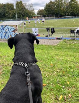 3jähriger mischling taub - Leichlingen (Rheinland, Blütenstadt)